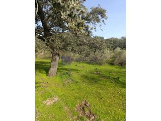 Mas à Montánchez. Finca mixta de unas 110 hectáreas en la zona de alcuescar