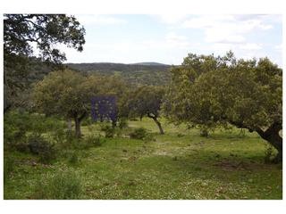 Mas à Don Benito. Finca mixta de unas 140 hectáreas en la zona de badajoz