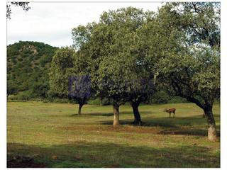 Masia a Casatejada. Finca mixta de unas 600 hectáreas en la zona de navalmoral de la