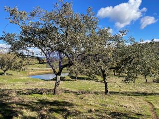 Casa  Diseminados carrascal. Finca mixta de unas 140 hectáreas en la zona de trujillo