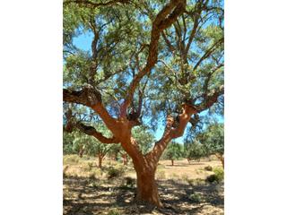 Bauernhof in Pedanías de Badajoz. Se vende finca ganadera y alcornocal de unas 160 has en badajoz