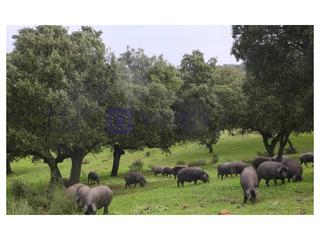 Mas à Zona Sur - Av. De España - San Miguel. Se vende finca ganadera en la zona de plasencia