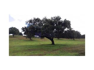 Mas  N/a. Se vende finca ganadera y cinegética de unas 1400 has en la zona