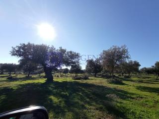 Mas à Torrejoncillo. Finca ganadera de unas 100 hectáreas en la zona de torrejoncillo