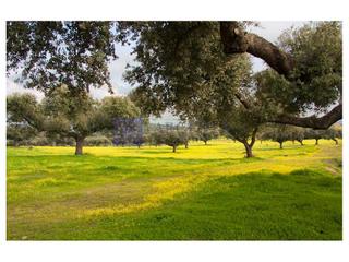 Masia a Navalmoral de la Mata. Finca ganadera de unas 400 hectáreas en la zona de navalmoral de
