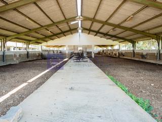 Masia a Navalmoral de la Mata. Finca ganadera de 65 ha en navalmoral de la mata