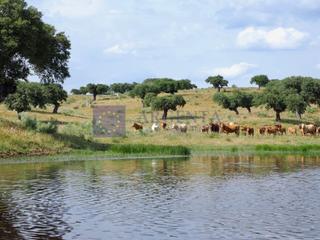 Mas à Los Pinos - El Pilar. Se vende finca ganadera de unas 350 has en la zona de plasencia