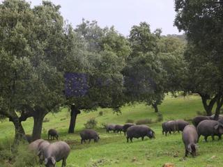 Masia a Jaraicejo. Finca ganadera de unas 420 ha en la zona de jaraicejo