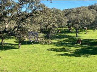 Mas  N/a. Finca cinegética de unas 500 hectáreas en la zona de aliseda