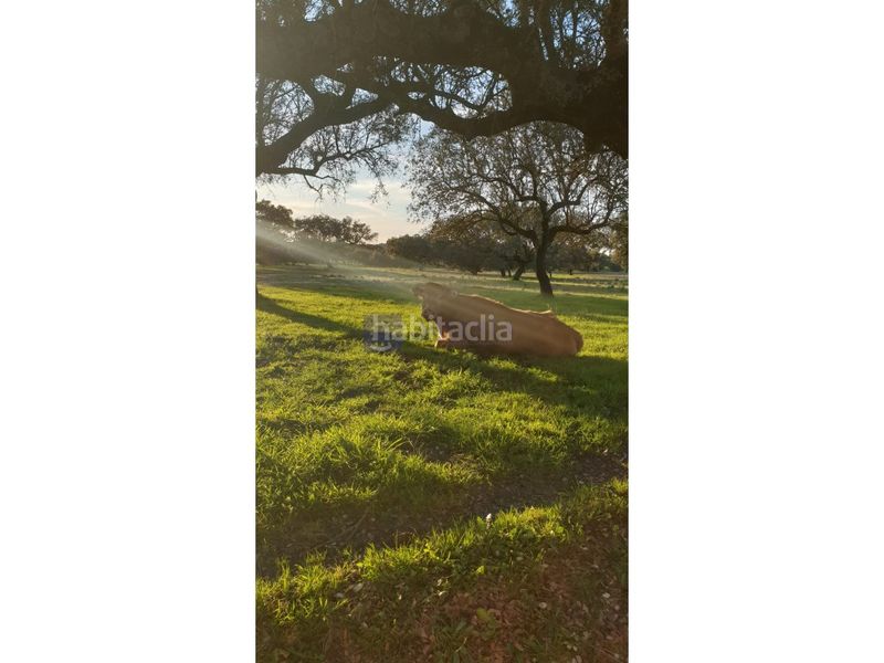 Foto b6e79215-5030-41b3-8467-98066c6e2b35. Casa a Alcuéscar