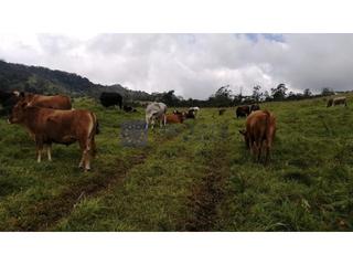 Mas  N/a. Finca mixta de unas 450 ha en la zona de coria