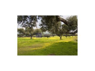 Masia  N/a. Finca ganadera de unas 400 ha en la zona de navalmoral de la mat