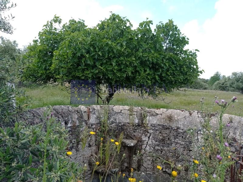 Foto 5ad72349-4739-4914-9f43-95a970c940cd. Masia a Alcántara