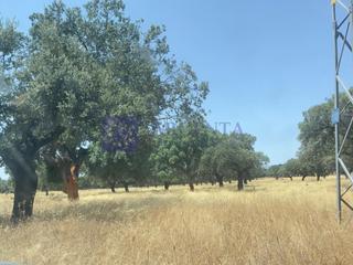 Maison  N/a. Finca en venta en la zona de coria  425 hectáreas con excelentes