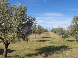 Casa en Aliseda. Olivar ecológico en plena producción