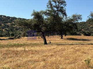 Casa a Miajadas. Se vende finca 70 ha zona miajadas