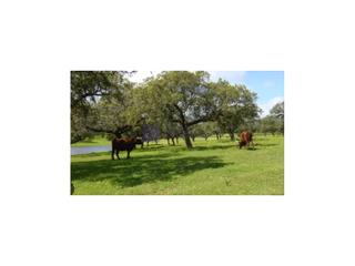 Casa a Casco Antiguo. Se vende finca ganadera con caza cerca de cáceres