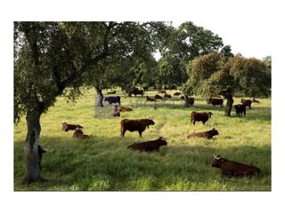 Casa a Trujillo. Se vende finca ganadera con parte de caza a 20 km de trujillo