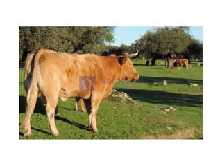 Casa en Aliseda. Se vende finca ganadera y cinegética zona aliseda