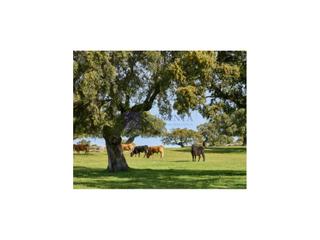 Casa a Coria. Se vende finca ganadera y cinegética zona coria