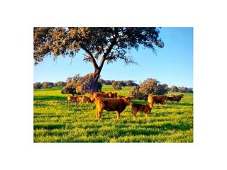 Casa a Villafranca de los Barros. Se vende finca ganadera y cinegética zona villafranca de los bar