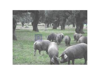 Casa a Don Benito. Se vende finca ganadera