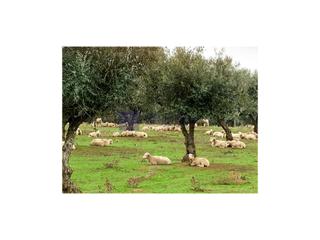 Casa a Trujillo. Finca ganadera en zona trujillo