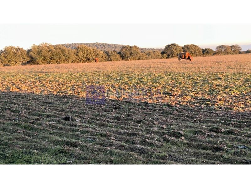 Foto 95833ddd-44bb-4741-ada4-4745ed221e17. Casa a Oeste Mérida