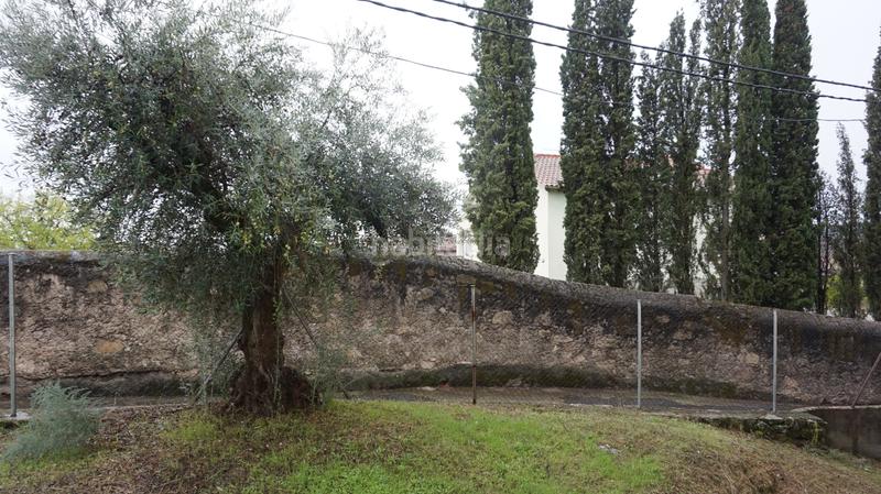 Foto b0d2ad86-99f5-4b72-b8c3-6d2ef1dfa715. Pis a Lanzahíta