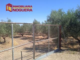 Propriété à Carlota (La). Parcela rustica en los algarbes