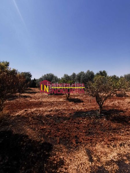 Foto be7cfa3e-5251-4118-8e9c-53f09378be7a. Finca rústica a Écija