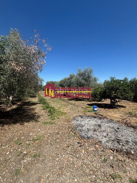 Foto bd5dce7b-82f9-4677-abdb-b0da2e5dfd05. Finca rústica a Carlota (La)
