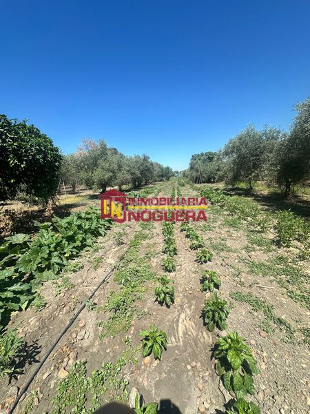 Foto e1301f0f-c136-4bde-ac2a-f64c2475a2e8. Finca rústica a Carlota (La)