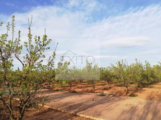 Finca rústica a Benifaió. Campo de kakis en partida algamaseta
