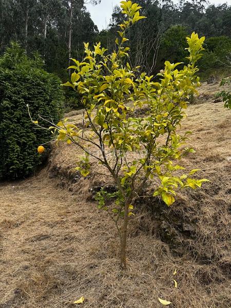 Foto f56500e6-0b6b-459a-9897-086845dd551e. Casa aparellada a aldea peñaullan 111 a Pravia