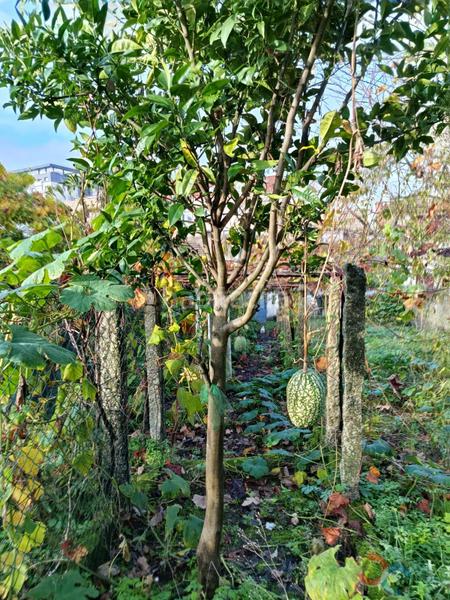 Foto 4e5c35d4-21e8-408b-8a41-8051a6bf9b4c. Terrain résidentiel dans Marín