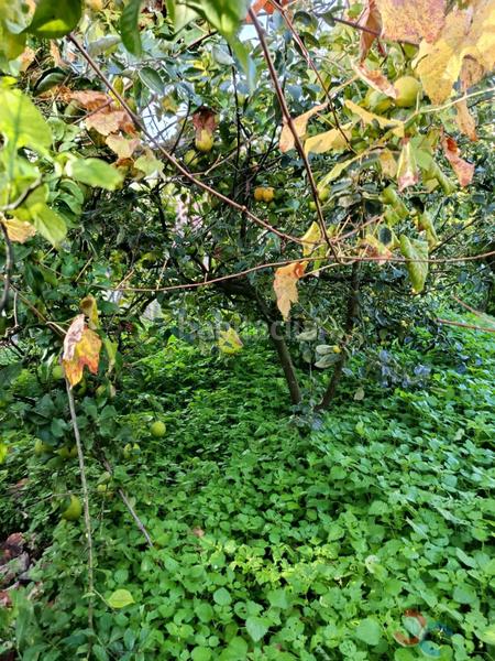 Foto 9598f136-c375-4250-999e-4b8034b0367c. Terrain résidentiel dans Marín