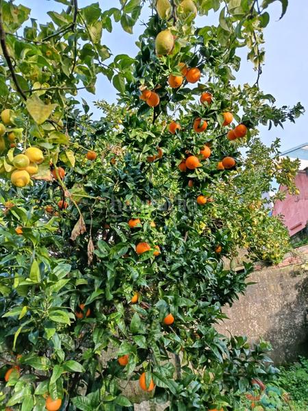 Foto ed17c0ac-5037-44ee-9c8f-54a013773ba3. Terrain résidentiel dans Marín