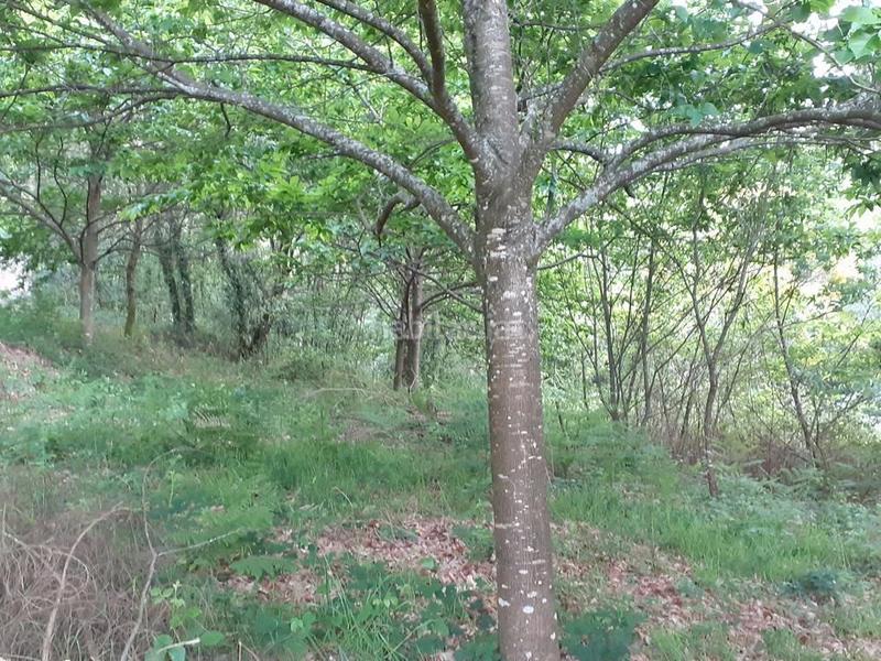 Foto 0537d170-f314-47d7-b220-adbb46df6dc1. Terrain résidentiel dans lugar esparis 1 dans Brión