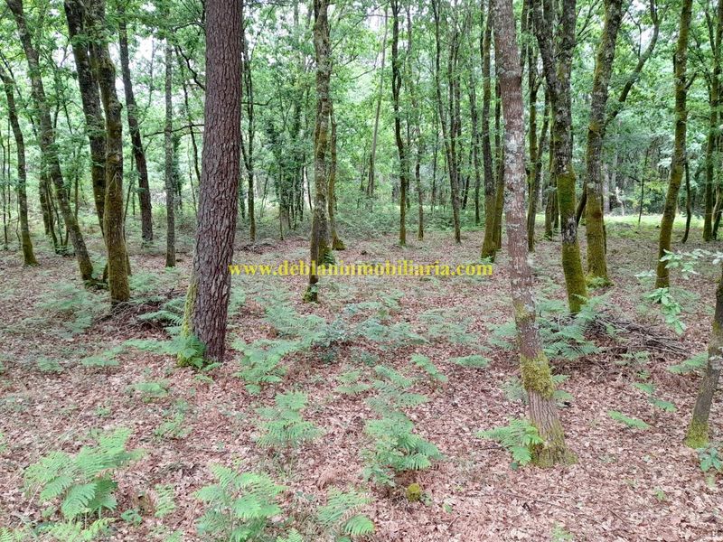 Foto b87ae97d-9de5-4c3a-b7f3-3d675252dc4d. Finca rústica a Tui