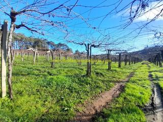 Terrain résidentiel à Tomiño. Explotación vinícola de albariño, de una hectarea
