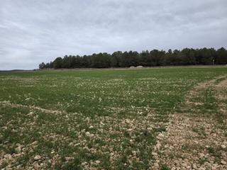 Finca rústica en Chinchilla de Monte - Aragón. Terreno rústico de labor secano