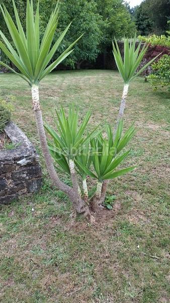Foto 7dd3fe6f-c3c2-468c-b6ea-8114e91dac5f. Casa  de piedra para reforma íntegra, en Sedes - Pedroso - Doso Narón