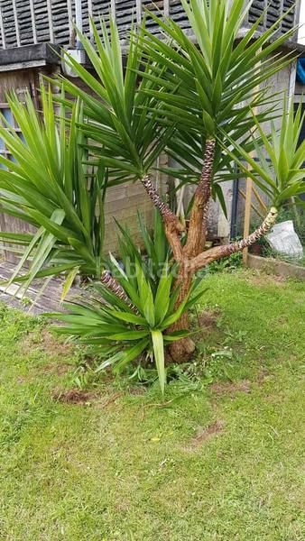 Foto ddb3dde7-94a2-4738-b5e7-31debefb1e7e. Casa  de piedra para reforma íntegra, en Sedes - Pedroso - Doso Narón