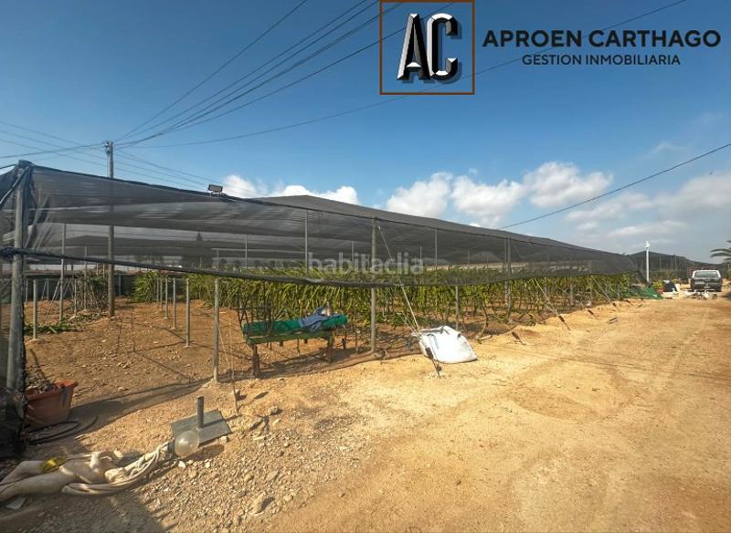 Foto 070e960e-1233-4af7-aac4-a898a3392a85. Alquiler finca rústica se alquila finca con plantación de pitahayas – los alcázares en Torre - Pacheco