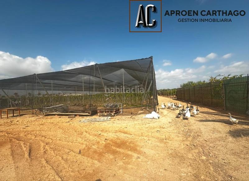 Foto 84573f2b-7f05-4d1c-8419-c83a5fde2e3d. Alquiler finca rústica se alquila finca con plantación de pitahayas – los alcázares en Torre - Pacheco