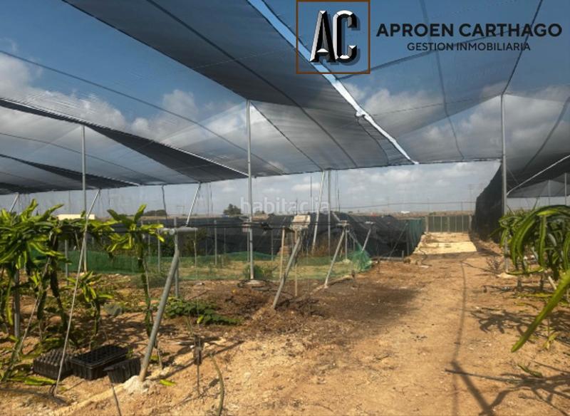 Foto 8d88c049-450f-49de-ba42-877444761011. Alquiler finca rústica se alquila finca con plantación de pitahayas – los alcázares en Torre - Pacheco