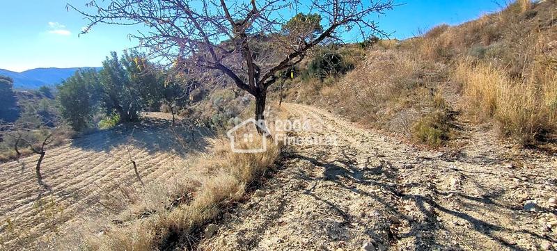 Foto e62906a3-a55c-47be-8356-2bb283dfba87. Finca rústica terreno rustico de 11.800 m2. en Relleu