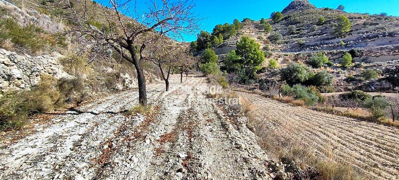 Foto f7d8877e-4582-4519-80c9-86de304e19a4. Finca rústica terreno rustico de 11.800 m2. en Relleu