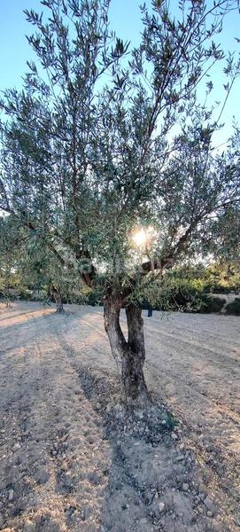 Foto 7c3bdc2f-ac99-472a-a032-49ac754b30a4. Terrain résidentiel dans Relleu